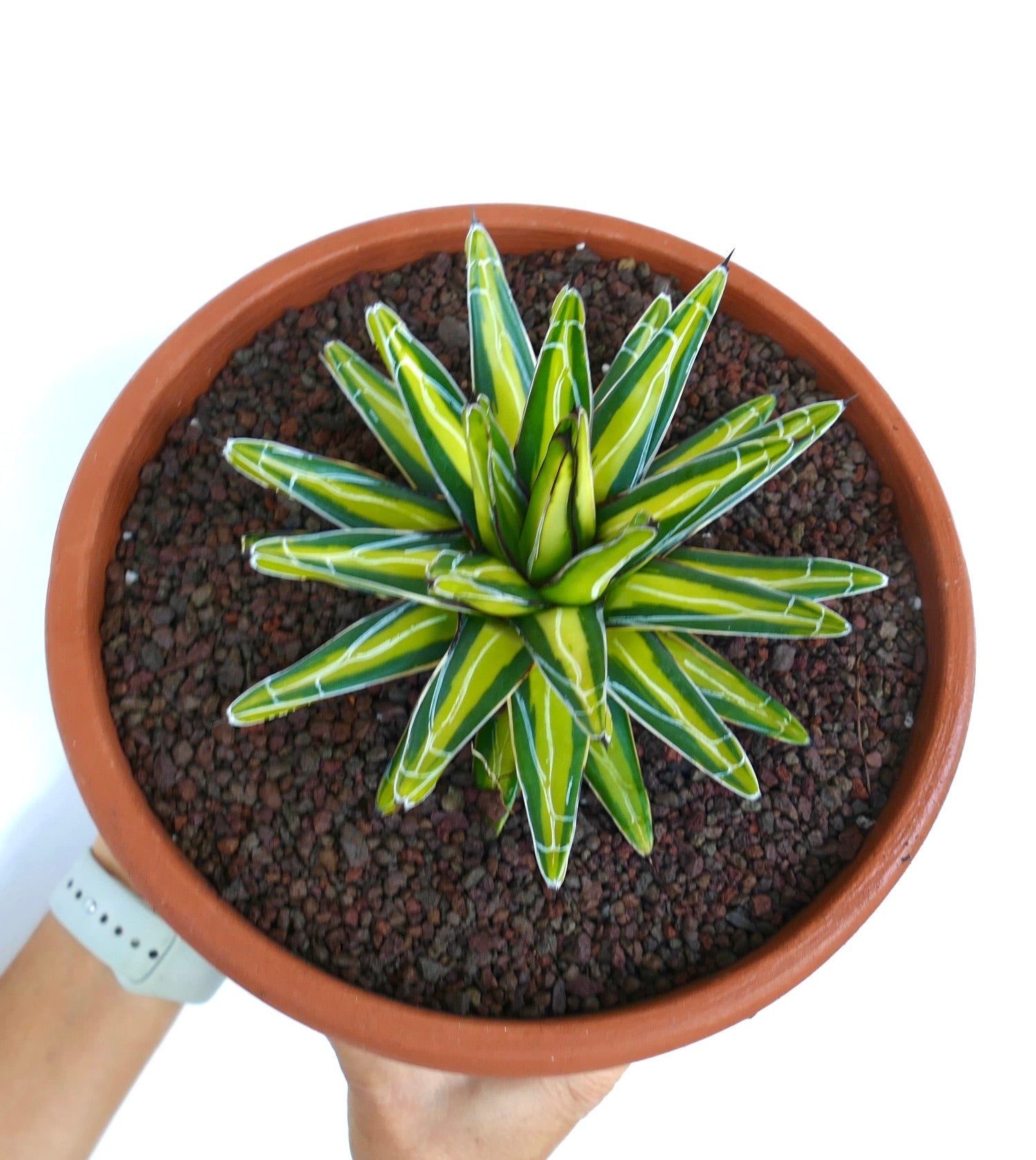 Agave victoriae-reginae MEDIOPICTA suculenta con hojas amarillas variegadas y bordes blancos en maceta de terracota