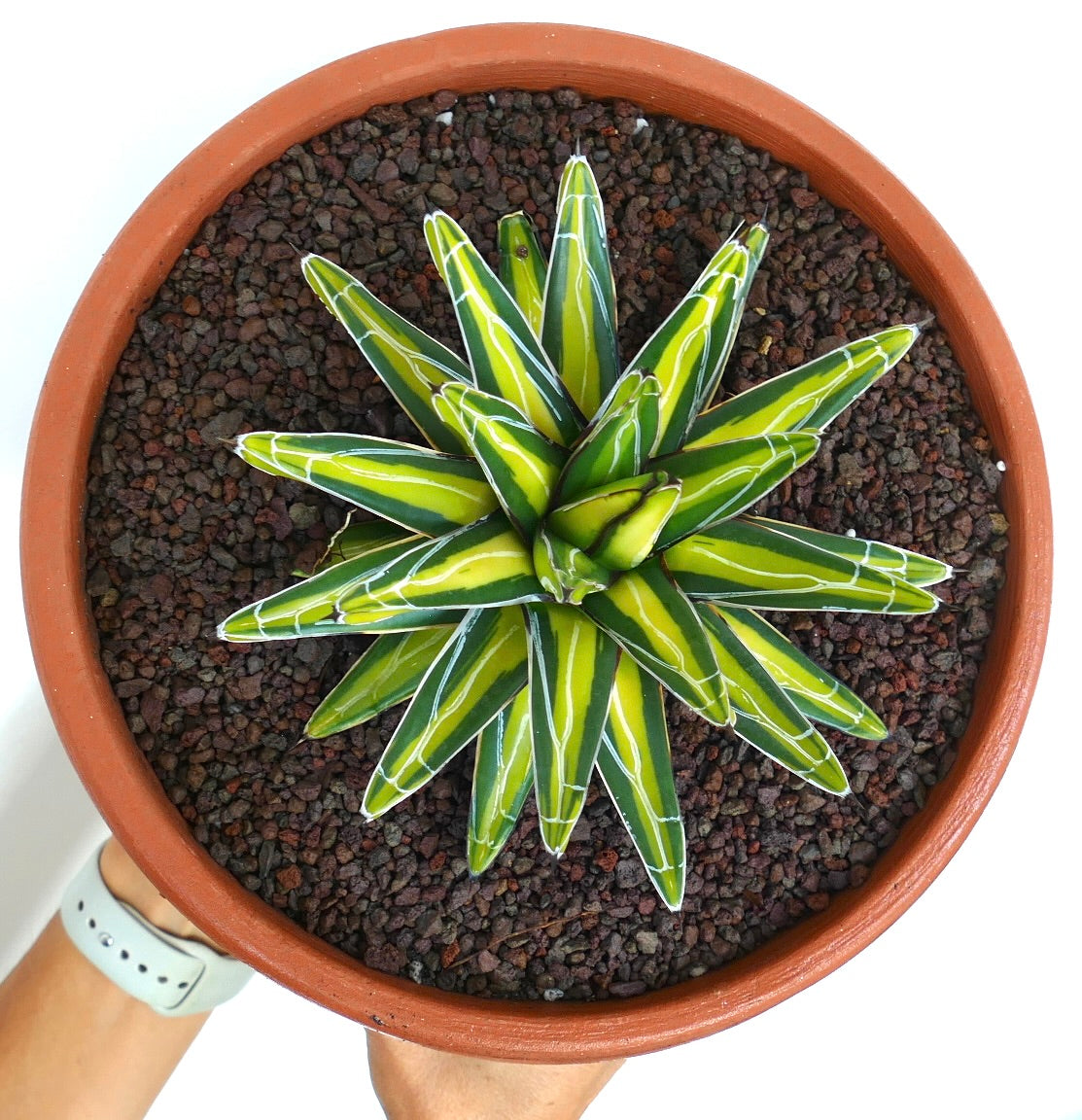 Agave victoriae-reginae MEDIOPICTA suculenta con hojas puntiagudas amarillo jaspeadas en maceta de terracota