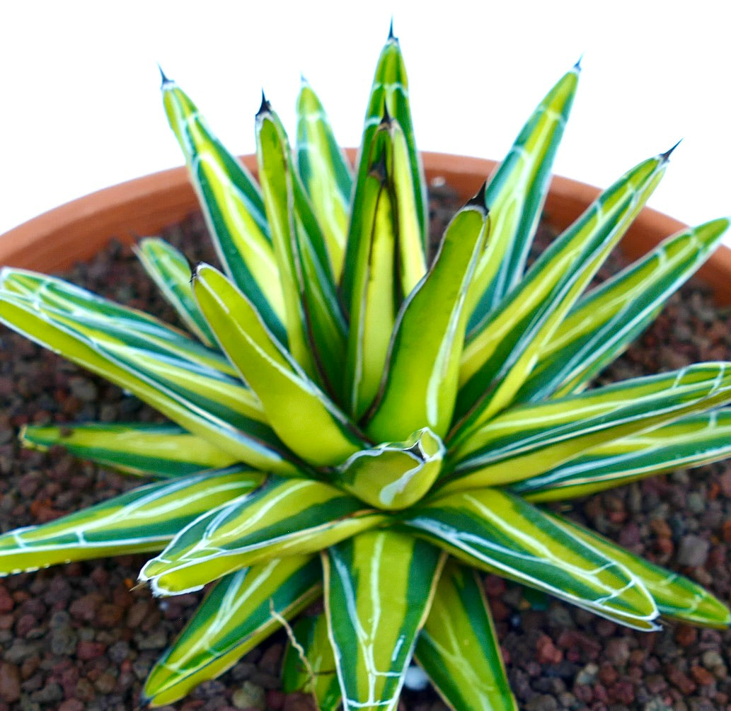 Agave victoriae-reginae MEDIOPICTA YELLOW suculenta con hojas variegadas en amarillo brillante y verde, con bordes blancos