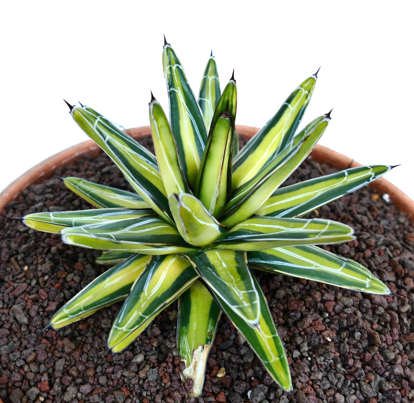 Vista dall'alto di Agave victoriae-reginae ‘Mediopicta Yellow’ variegata in un vaso di terracotta, con foglie a rosetta dai bordi verde scuro, marcature bianche e strisce centrali di un giallo brillante.