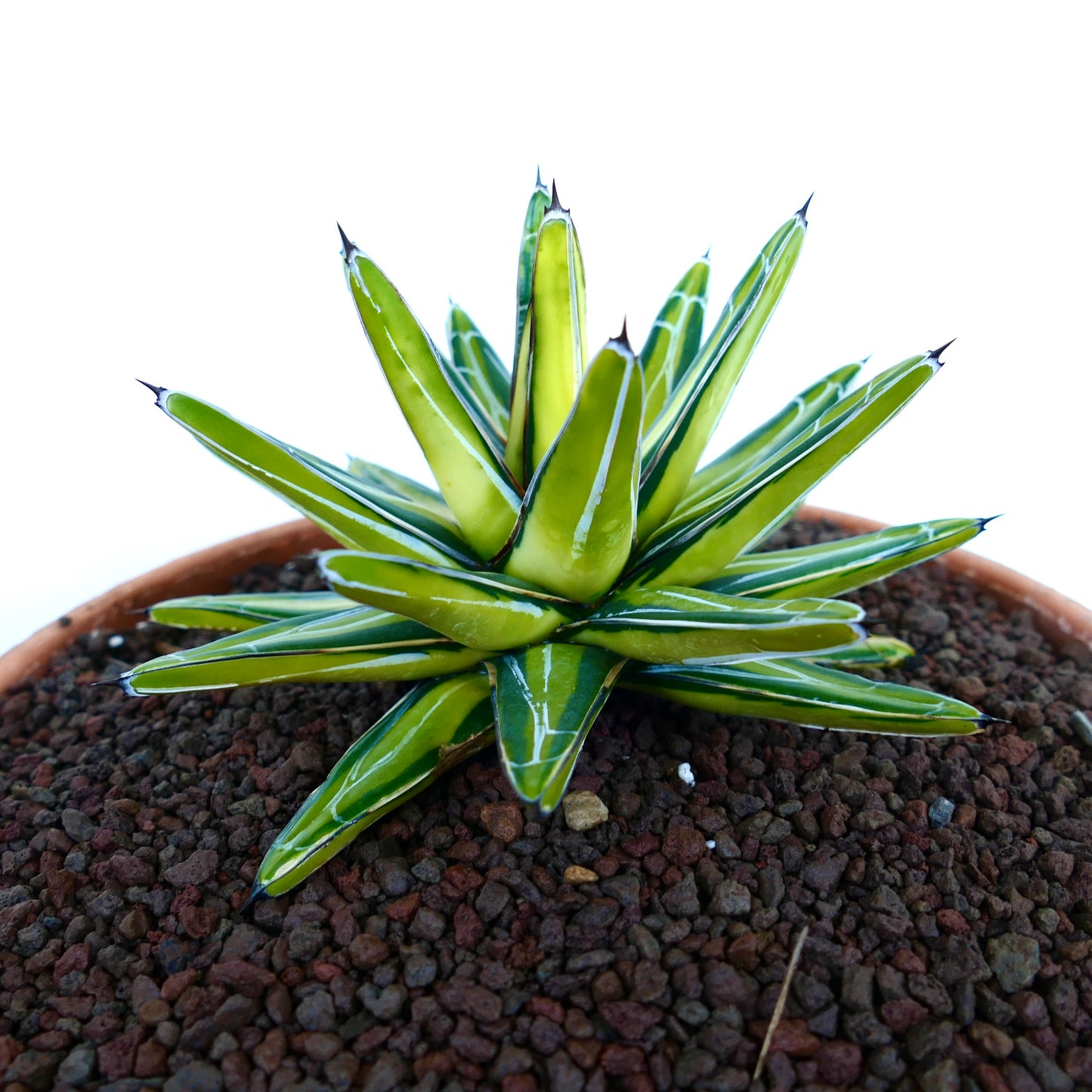 Vista laterale di Agave victoriae-reginae ‘Mediopicta Yellow’ variegata in un vaso di terracotta, che mostra le sue foglie erette a forma di lancia con strisce centrali gialle e bordi verdi.