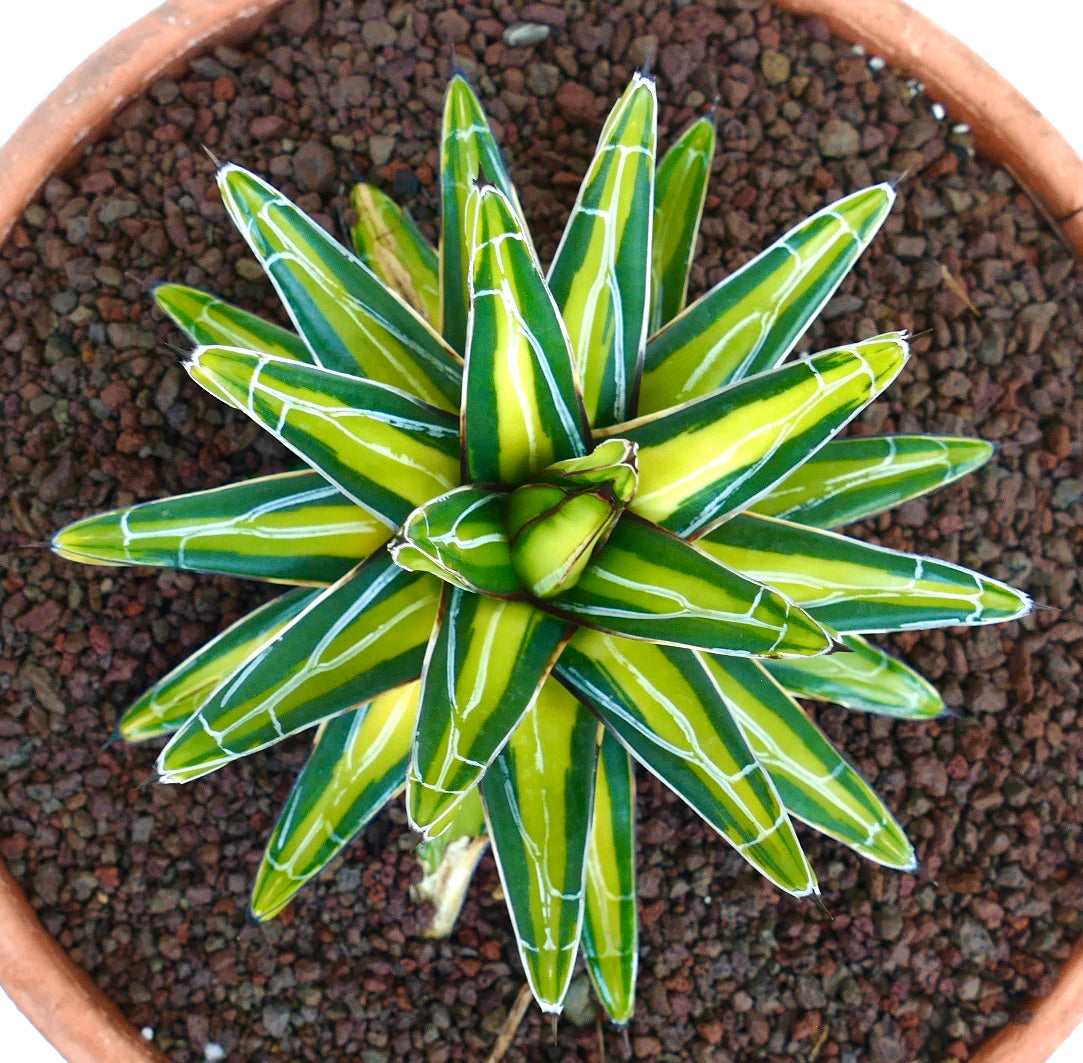 Primo piano dall'alto di Agave victoriae-reginae ‘Mediopicta Yellow’ variegata, che mette in risalto la sua rosetta simmetrica di foglie appuntite con strisce gialle, bordi verdi e contorni bianchi.