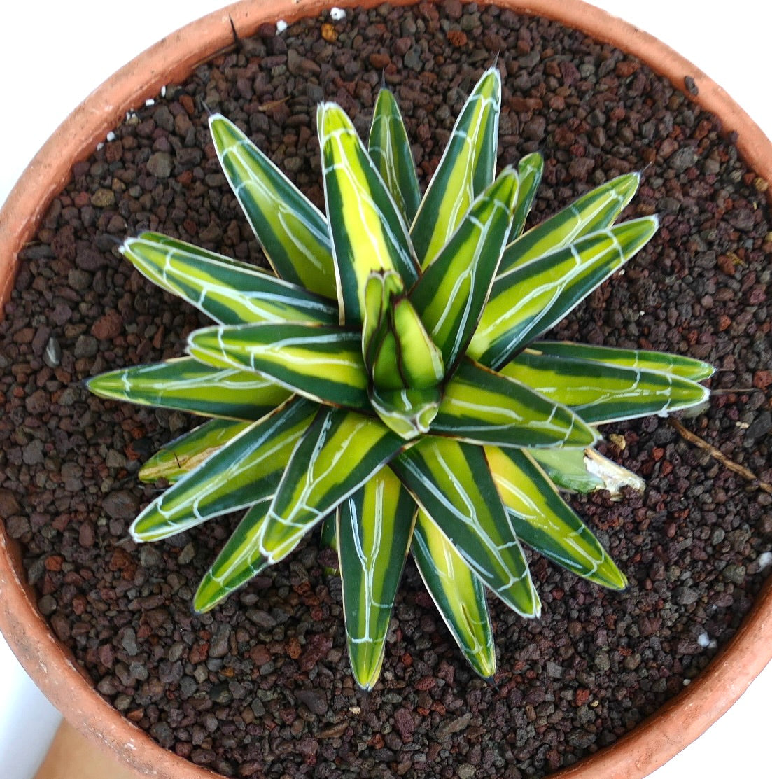 Vista angolata di Agave victoriae-reginae ‘Mediopicta Yellow’ variegata che cresce in terreno di roccia vulcanica, con particolare enfasi sulle sue foglie spinose con centro giallo e bordi verdi disposte a rosetta.