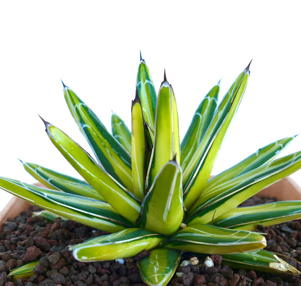 Agave victoriae-reginae variegated succulent with sharp dark spines and bright yellow-green leaves