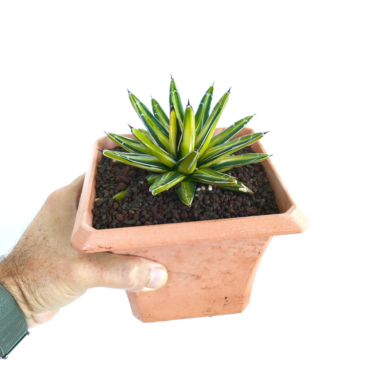 Agave victoriae-reginae variegated succulent with sharp spines in terracotta pot held by hand