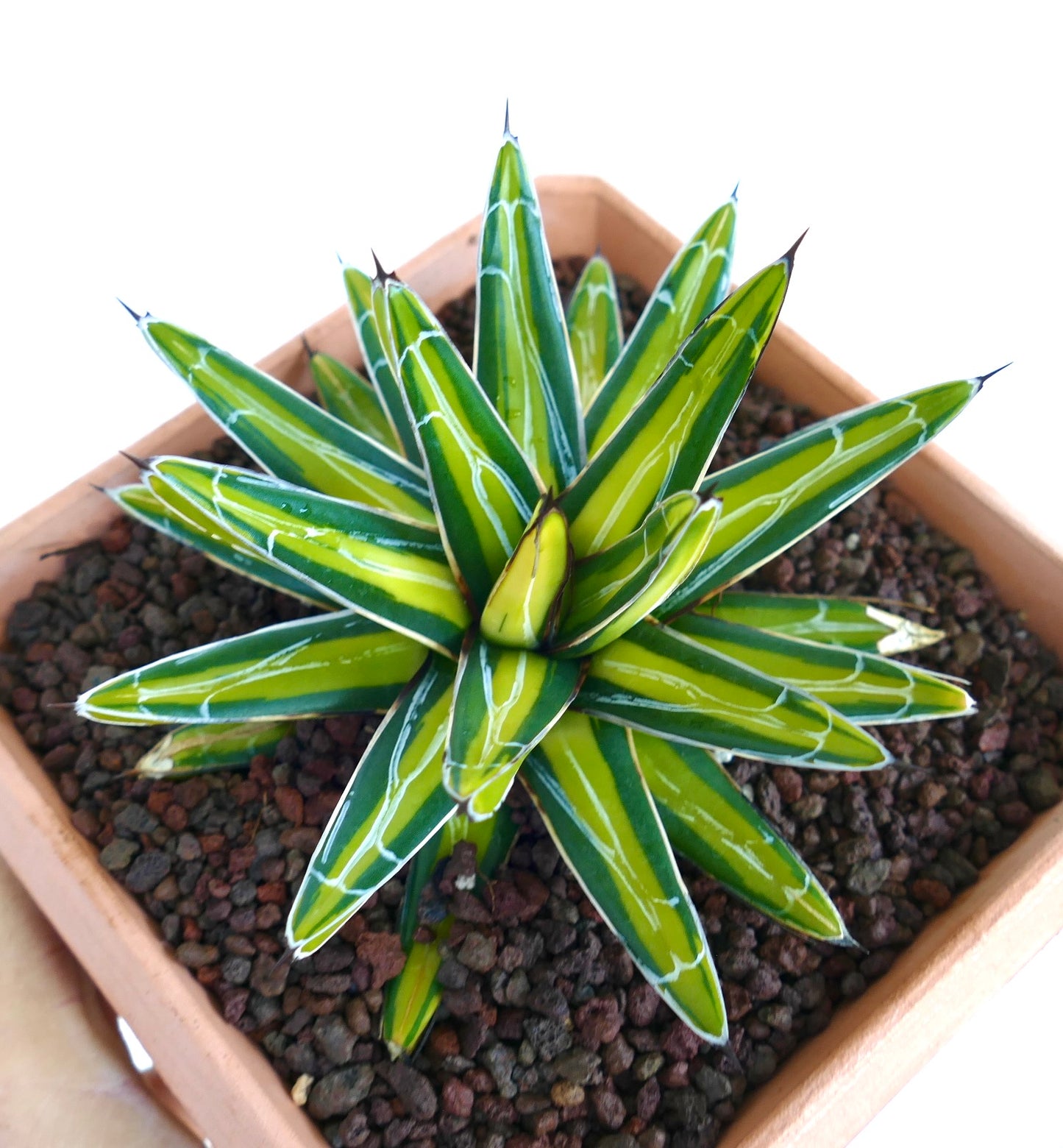 Agave victoriae-reginae MEDIOPICTA YELLOW variegated succulent with sharp spines and bright yellow-green leaves