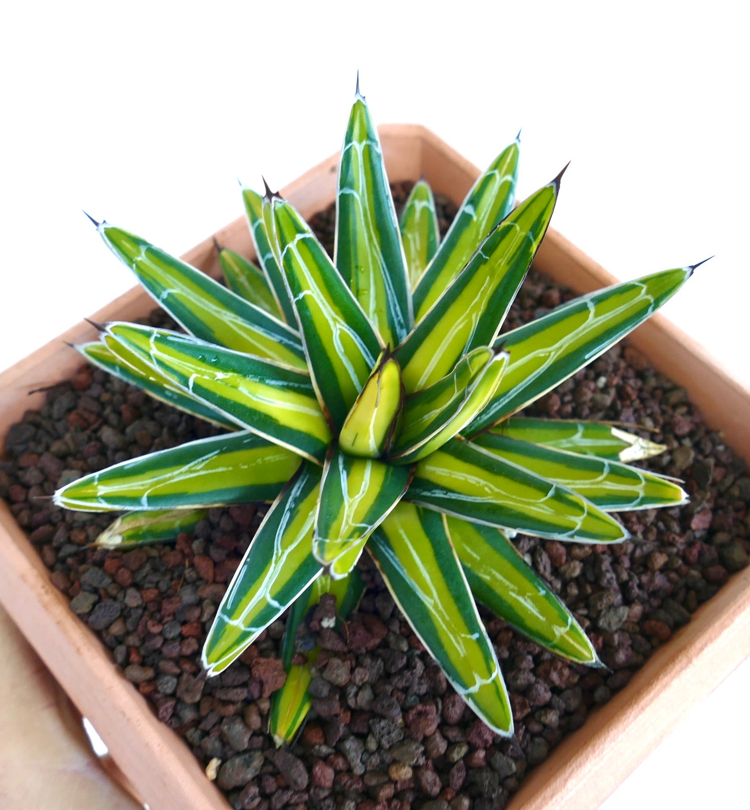 Agave victoriae-reginae MEDIOPICTA YELLOW variegated succulent with sharp spines and bright yellow-green leaves