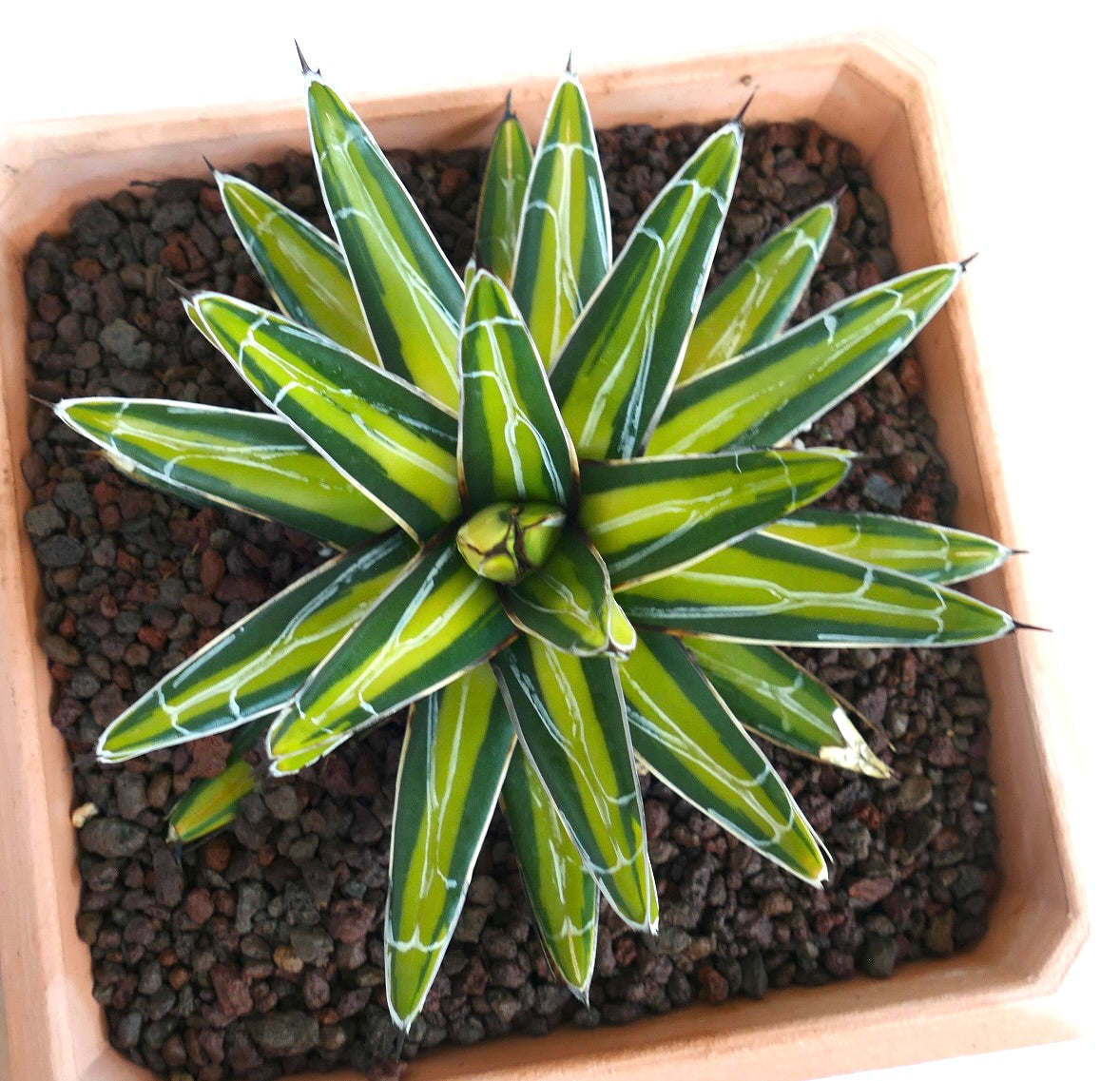 Agave victoriae-reginae variegated succulent with sharp spines and yellow-green striped leaves
