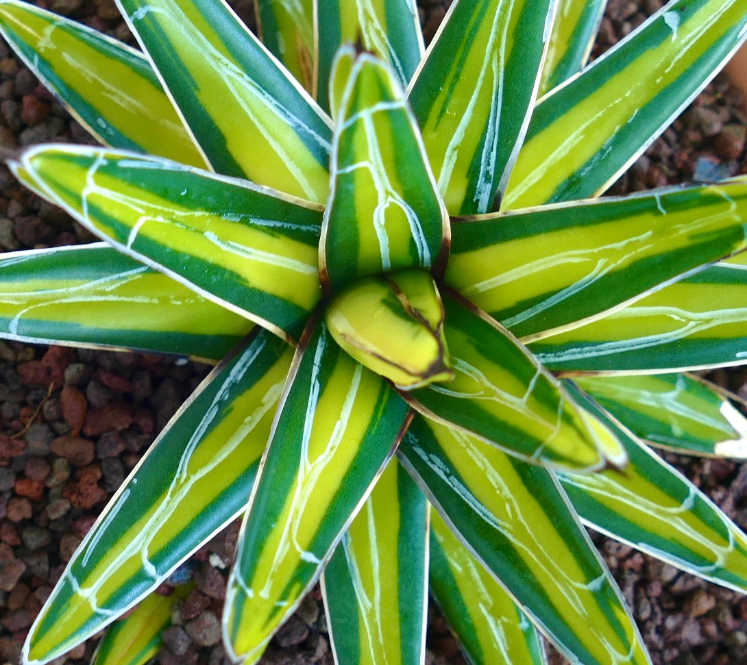 Agave victoriae-reginae yellow variegated succulent with sharp white-edged green leaves