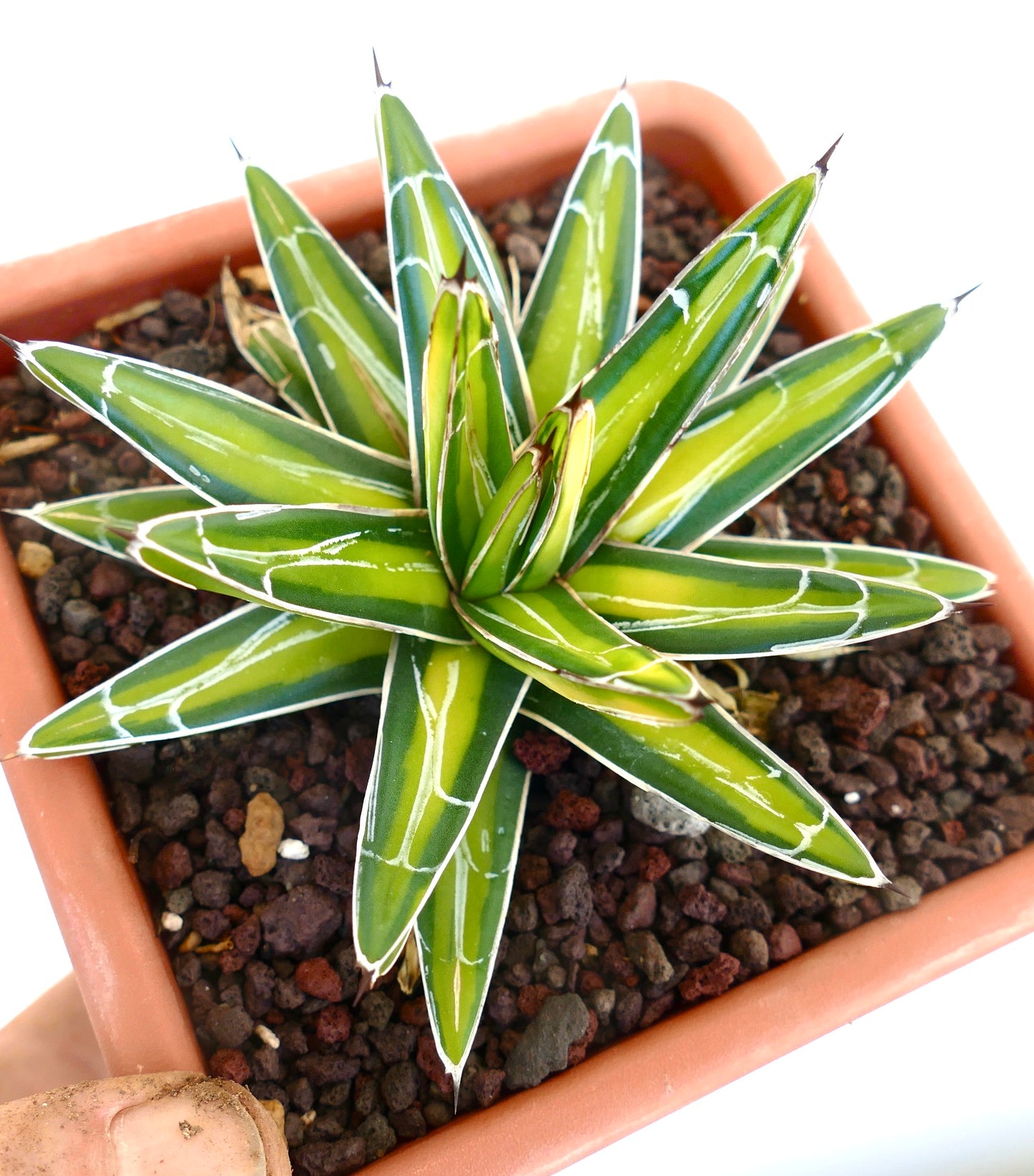 Agave victoriae-reginae YELLOW MEDIOPICTA VARIEGATED