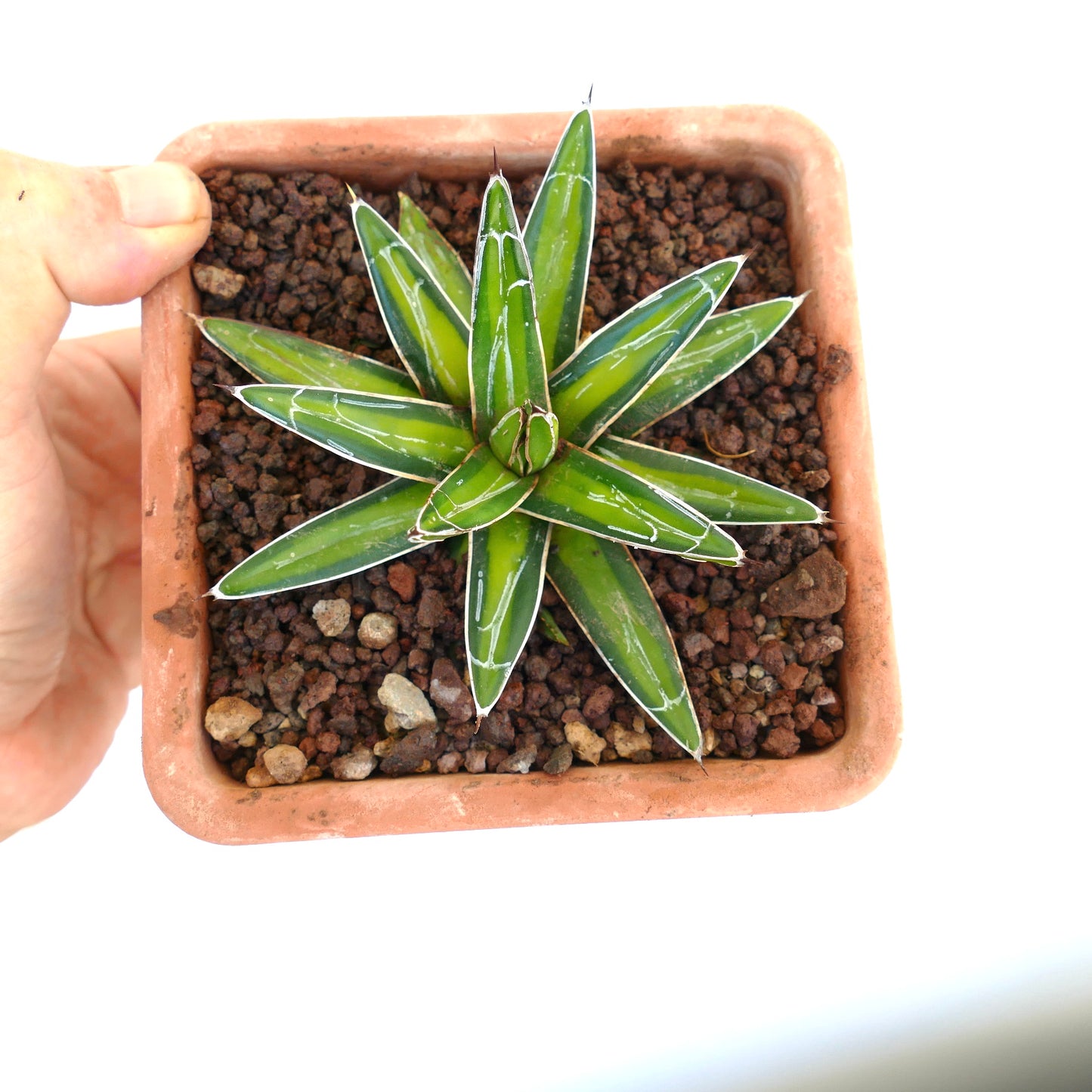 Agave victoriae-reginae YELLOW MEDIOPICTA VARIEGATED