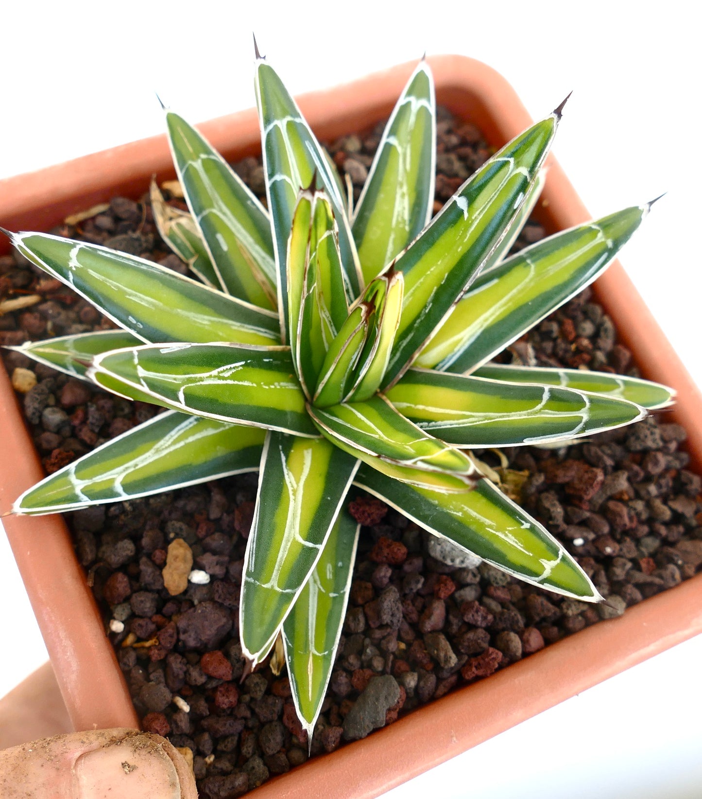 Agave victoriae-reginae YELLOW MEDIOPICTA VARIEGATED