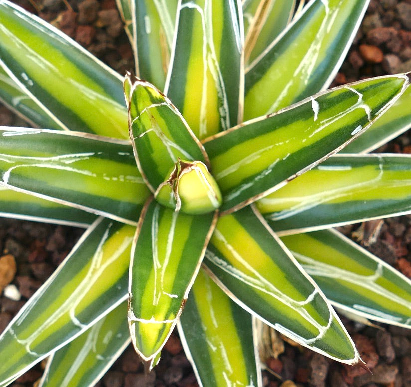 Agave victoriae-reginae YELLOW MEDIOPICTA VARIEGATED