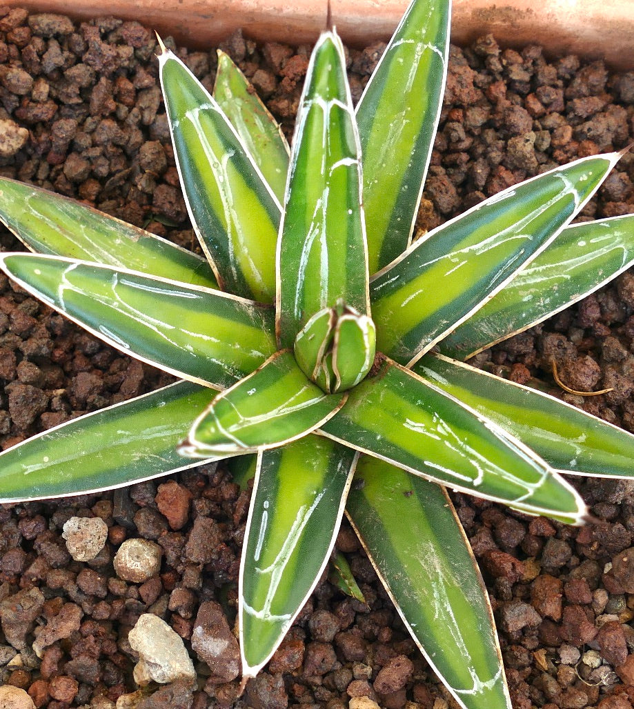 Agave victoriae-reginae YELLOW MEDIOPICTA VARIEGATED