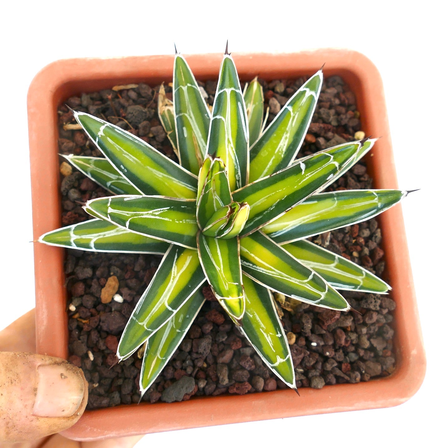 Agave victoriae-reginae YELLOW MEDIOPICTA VARIEGATED