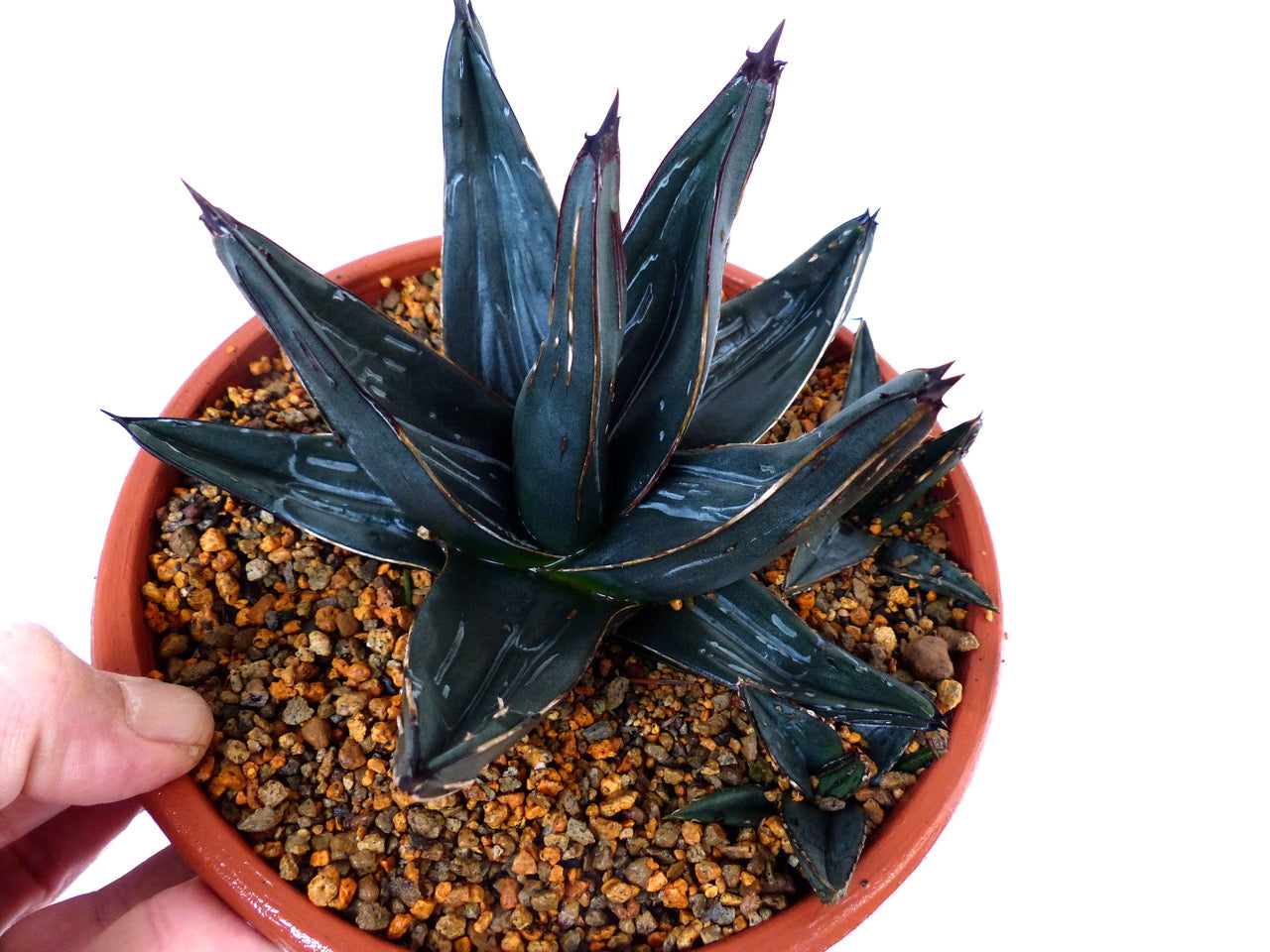 Agave victoriae-reginae cv. 厚い葉 (Atsui ha) 3-5cm