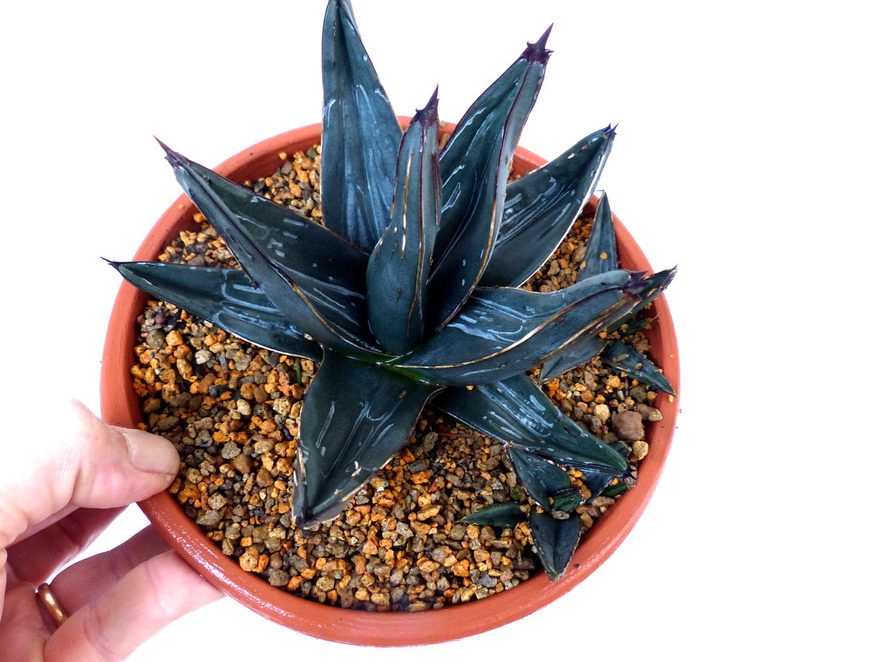 Agave victoriae-reginae cv. 厚い葉 (Atsui ha) 3-5cm