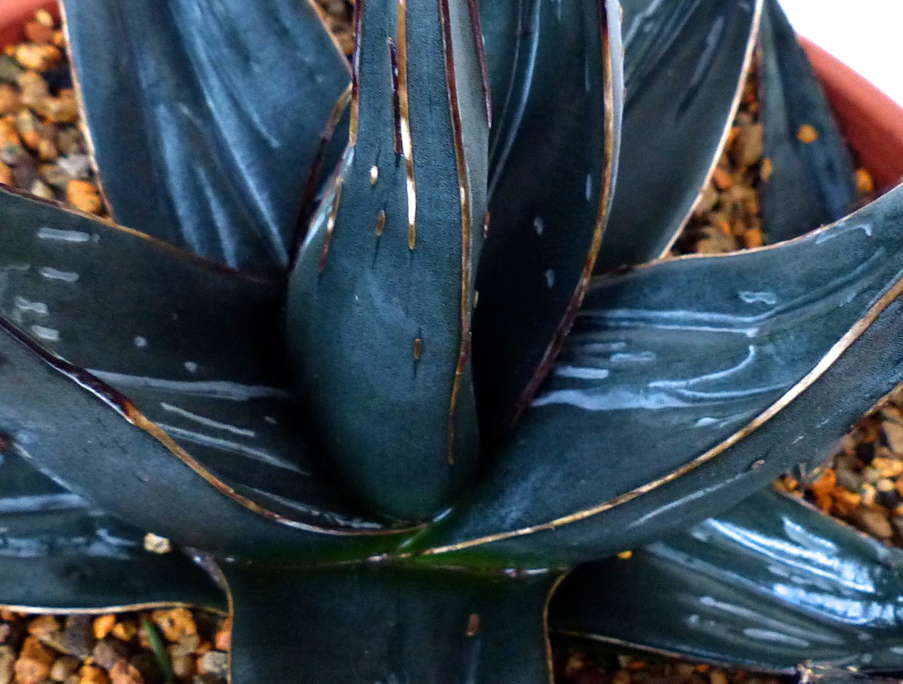 Agave victoriae-reginae cv. 厚い葉 (Atsui ha) 3-5cm