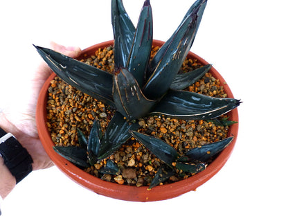 Agave victoriae-reginae cv. 厚い葉 (Atsui ha) 3-5cm