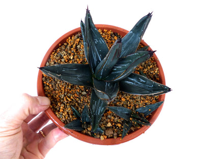 Agave victoriae-reginae cv. 厚い葉 (Atsui ha) 3-5cm