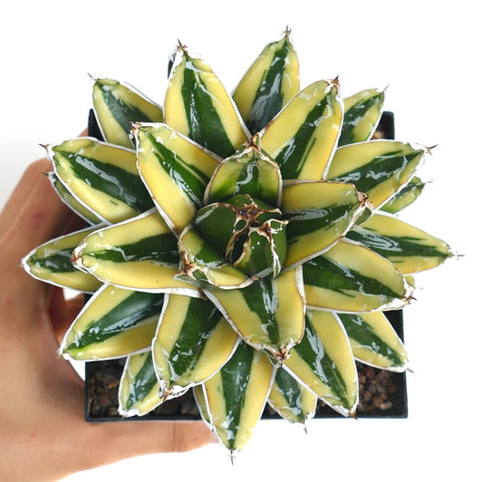 Agave victoriae-reginae cv KIZAN