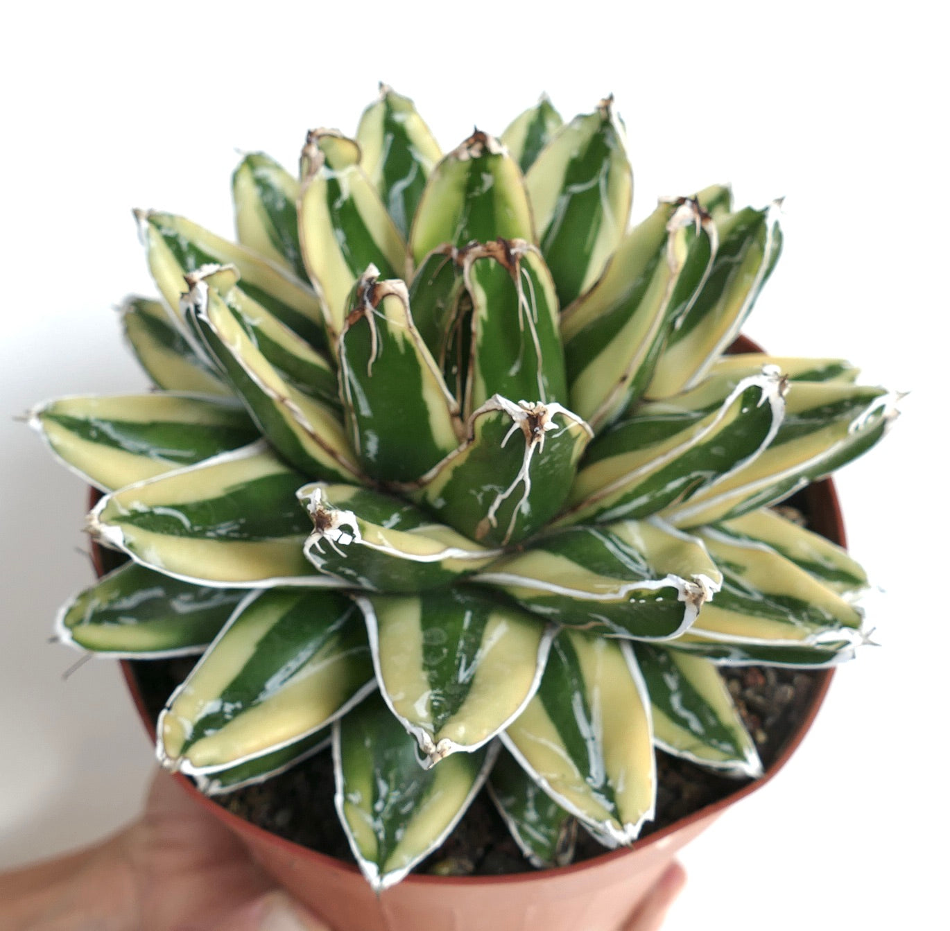 Agave victoriae-reginae cv KIZAN