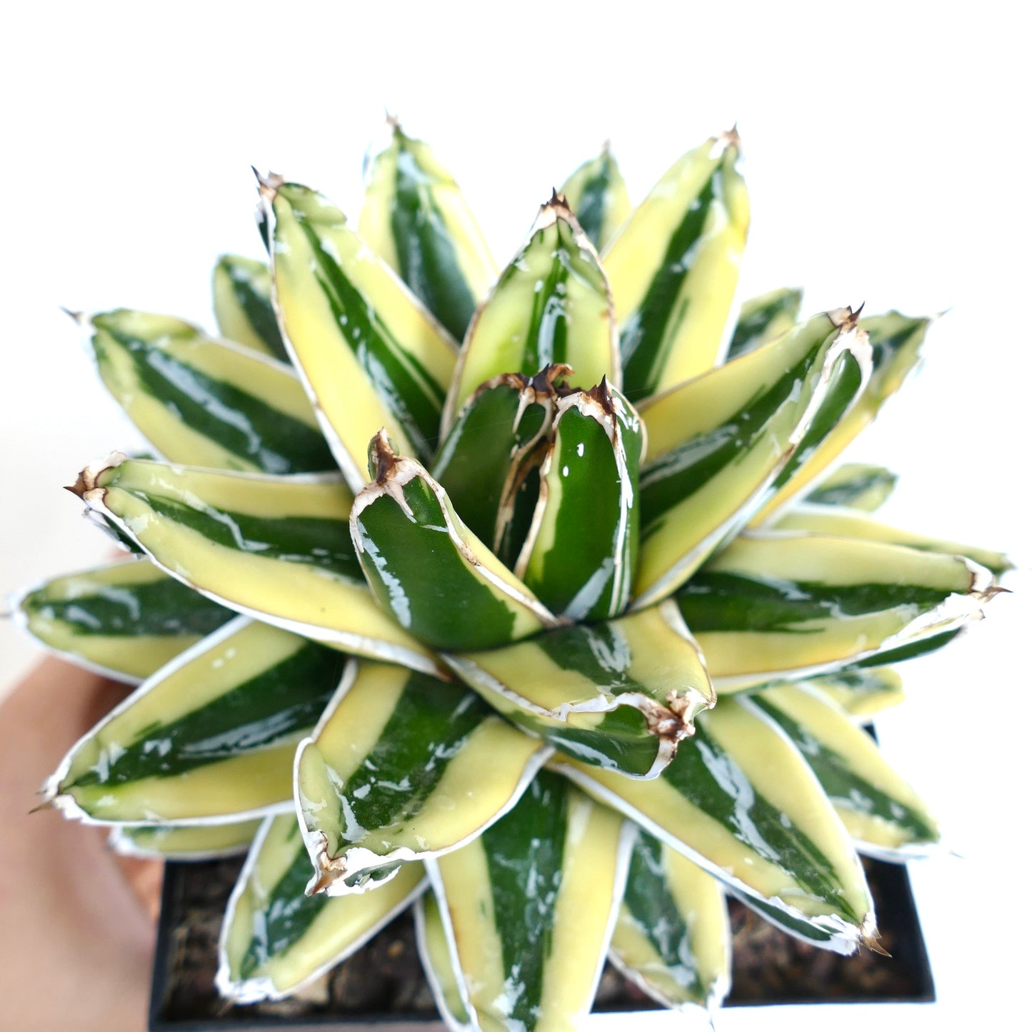 Agave victoriae-reginae cv KIZAN