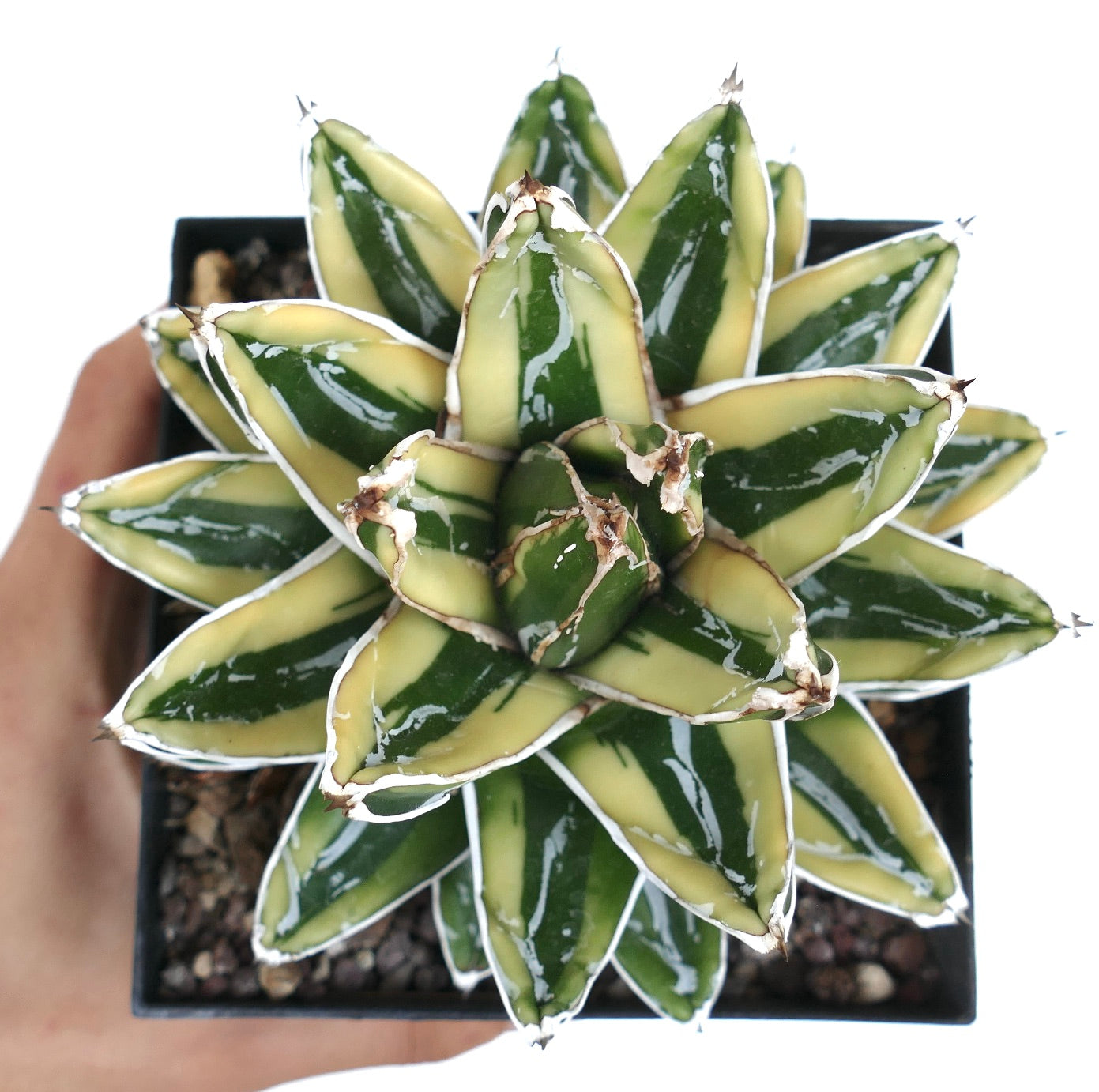 Agave victoriae-reginae cv KIZAN