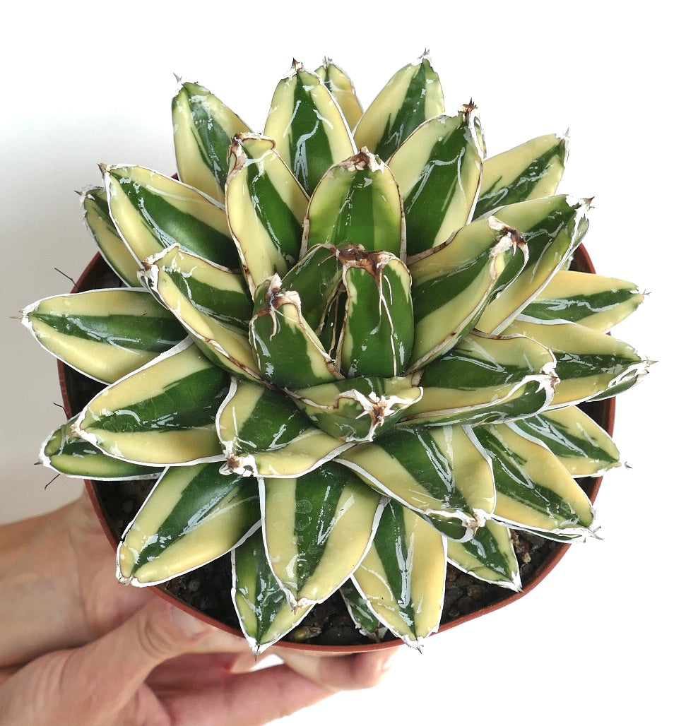 Agave victoriae-reginae cv KIZAN