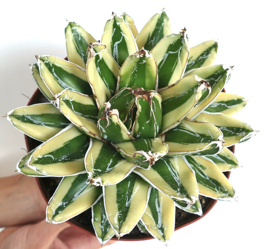 Agave victoriae-reginae cv KIZAN