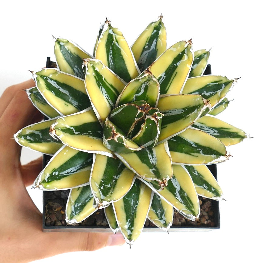 Agave victoriae-reginae cv KIZAN