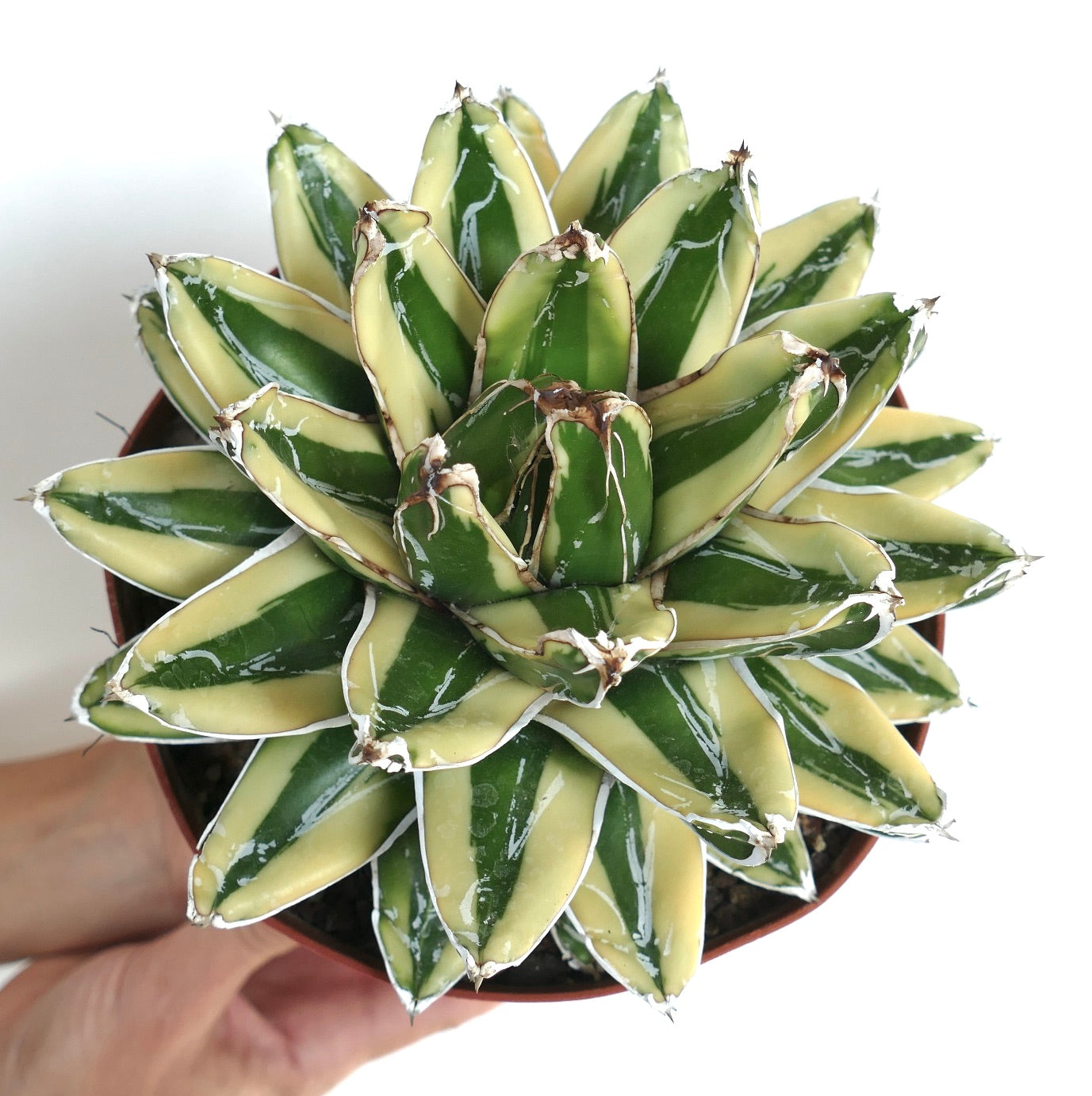 Agave victoriae-reginae cv KIZAN