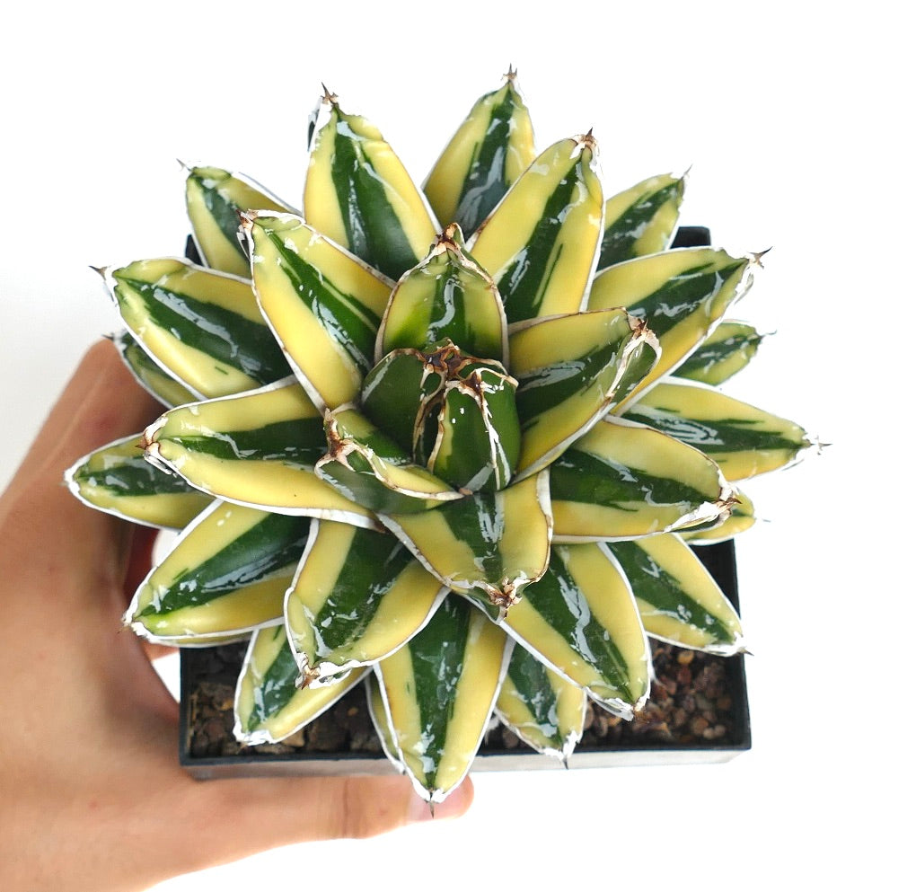 Agave victoriae-reginae cv KIZAN