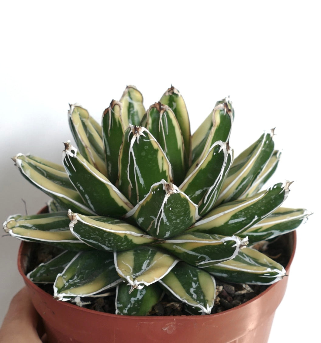 Agave victoriae-reginae cv KIZAN