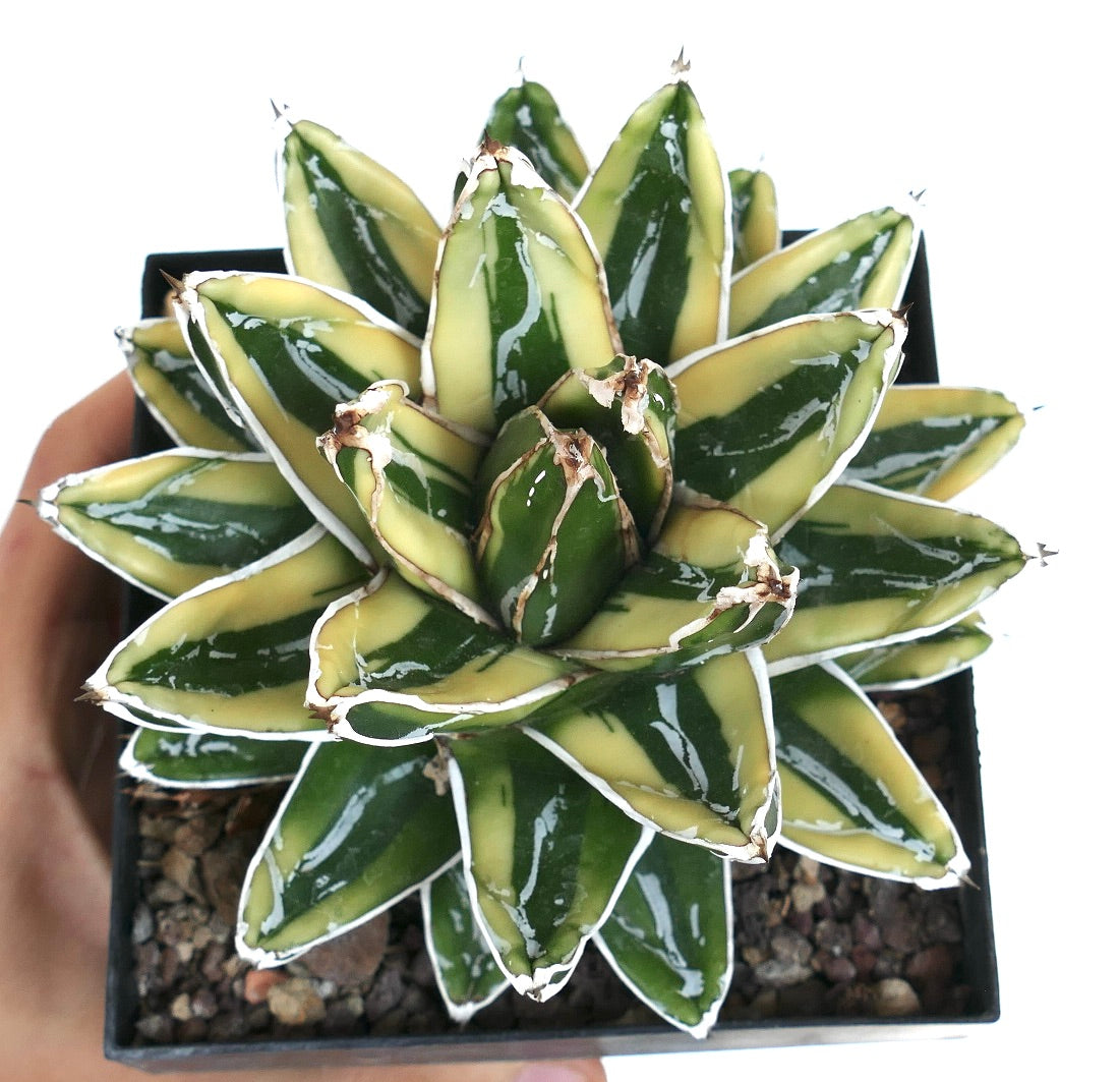 Agave victoriae-reginae cv KIZAN