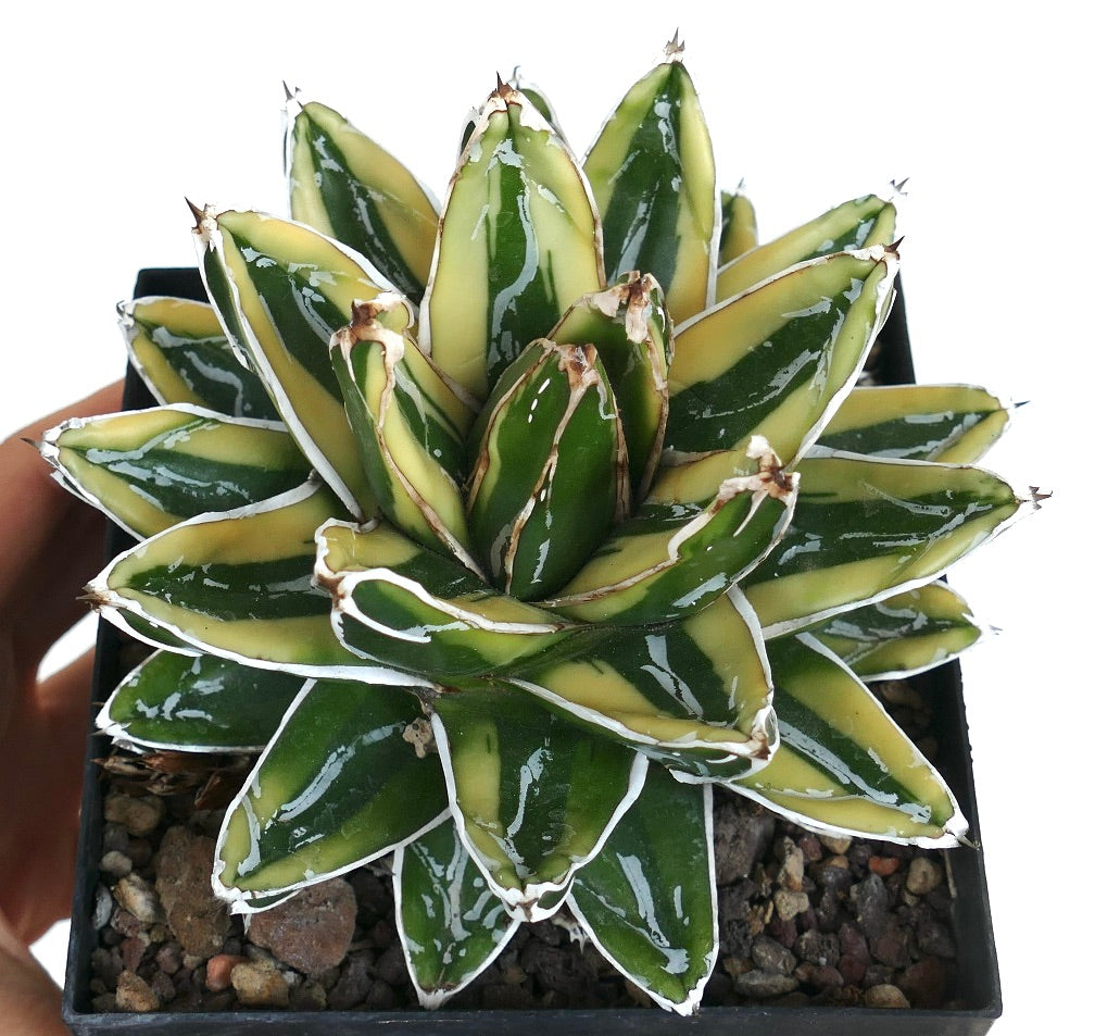 Agave victoriae-reginae cv KIZAN