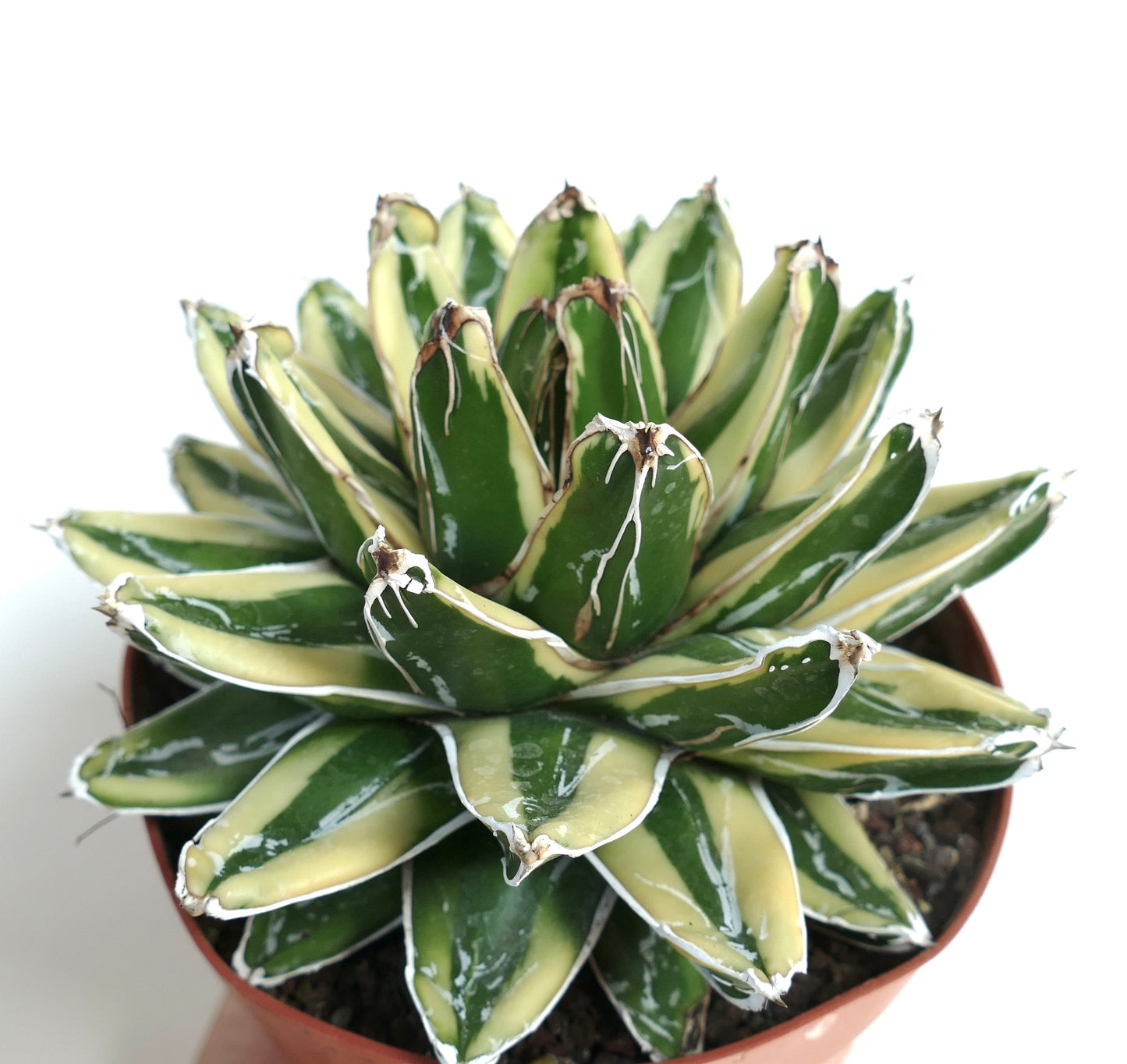 Agave victoriae-reginae cv KIZAN