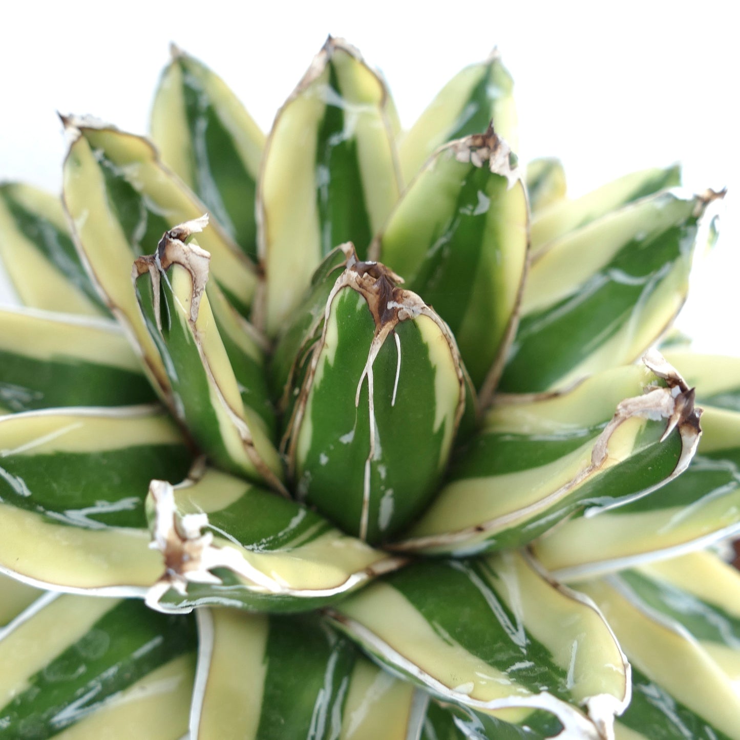 Agave victoriae-reginae cv KIZAN