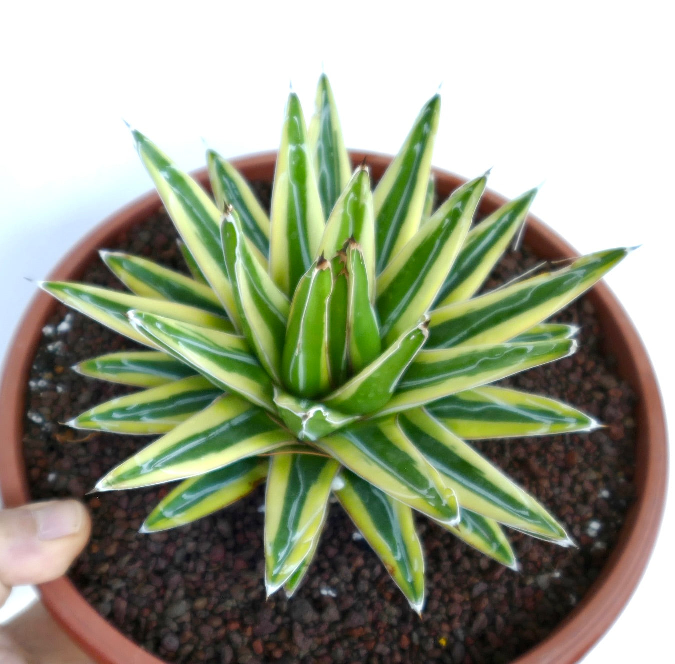 Toppvisning av Agave victoriae-reginae cv Shin Yuki Yama Variegate, som viser en symmetrisk stjerneformet rosett med grønne blader kantet med blekgule marger.