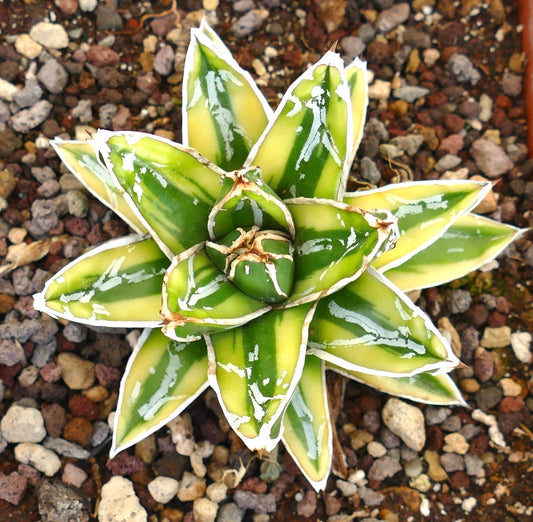 Agave victoriae-reginae cv 'KIZAN' variegated succulent with thick pointed leaves and white edges