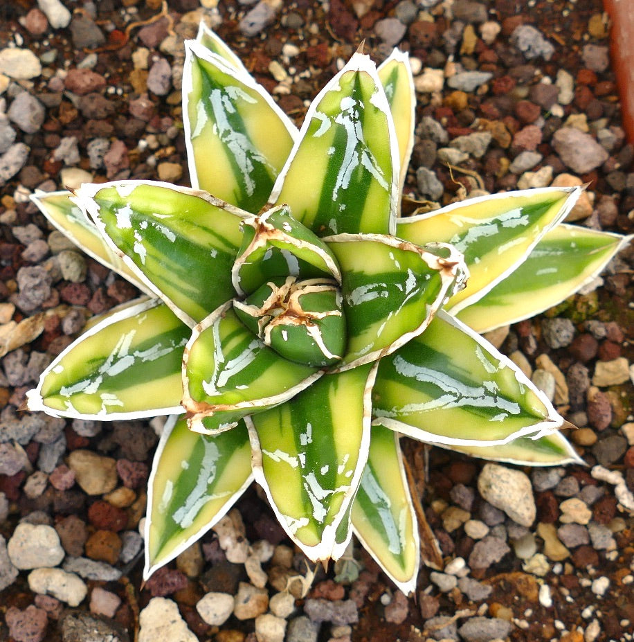 Agave victoriae-reginae variegated succulent with thick green and yellow leaves and white edges