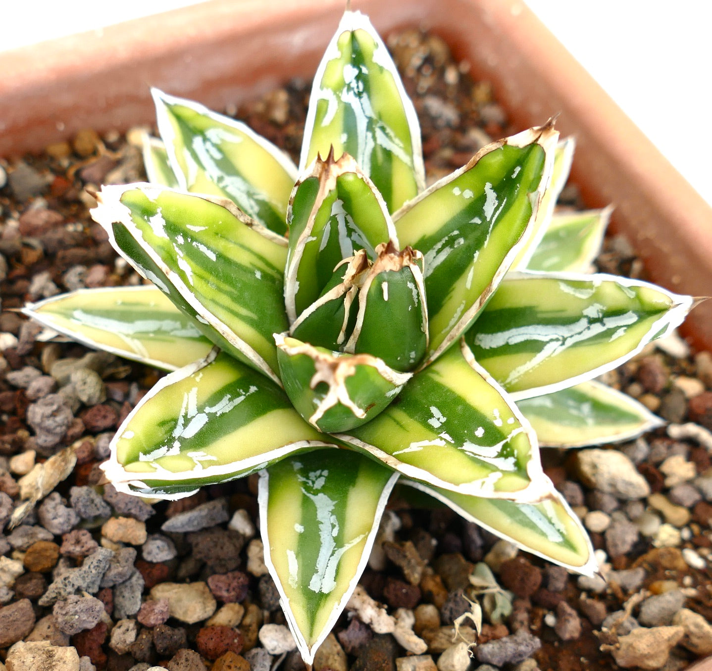 Agave victoriae-reginae cv 'KIZAN' variegated succulent with thick pointed leaves and white margins