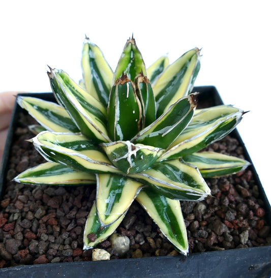 Agave victoriae-reginae cv 'KIZAN' variegated succulent with thick green and cream striped leaves and sharp tips