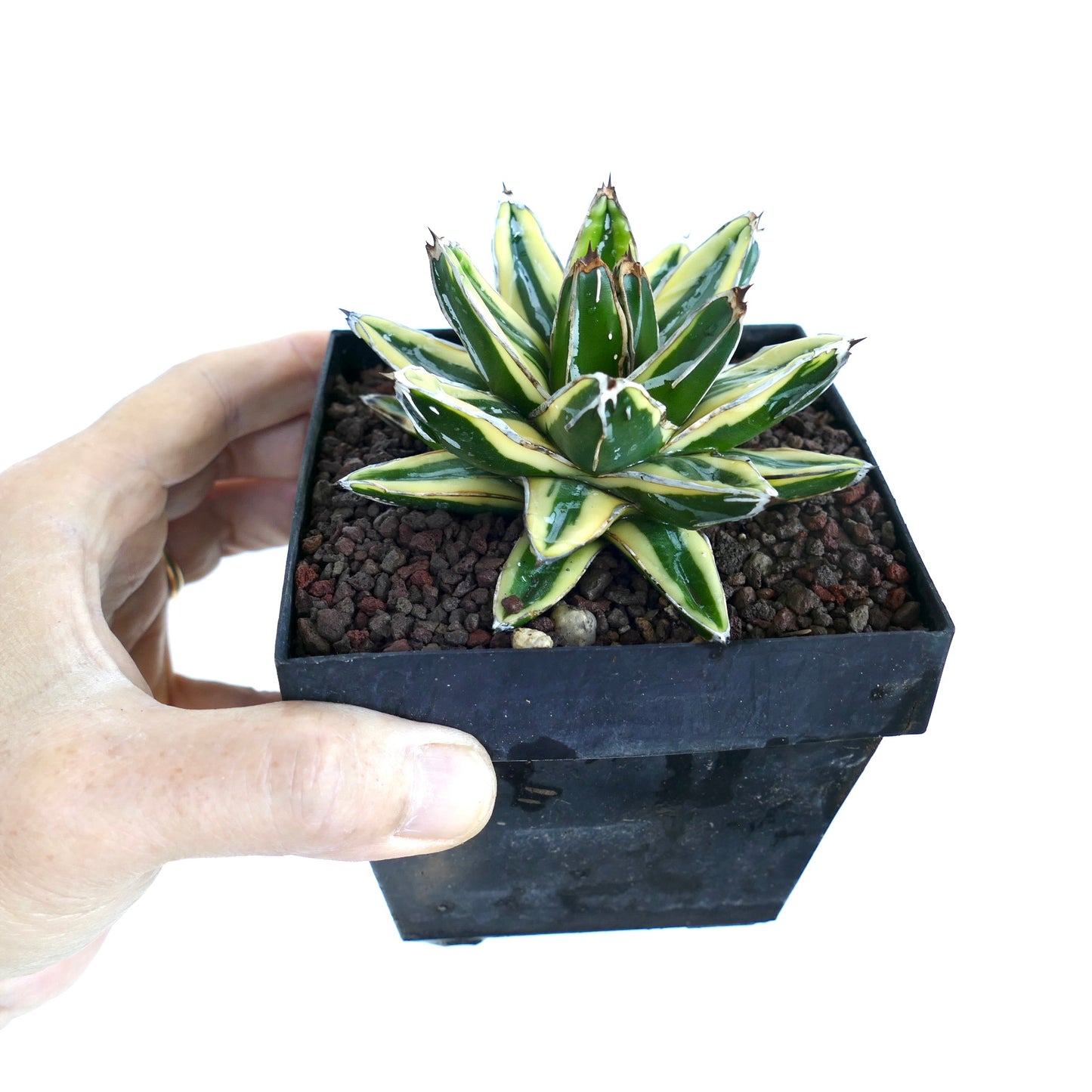 Agave victoriae-reginae cv 'KIZAN' variegated succulent with green and creamy white leaves and sharp tips