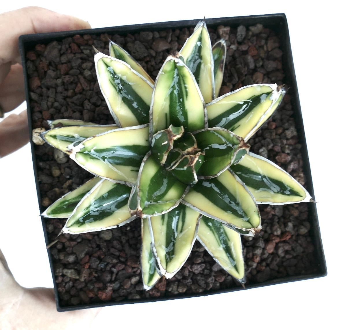 Agave victoriae-reginae cv 'KIZAN' variegated succulent with thick green and cream striped leaves and sharp tips