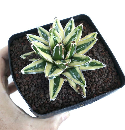 Agave victoriae-reginae cv 'Kizan' Variegated in a square black pot with volcanic soil, showing compact rosette of green leaves edged with creamy-yellow margins.