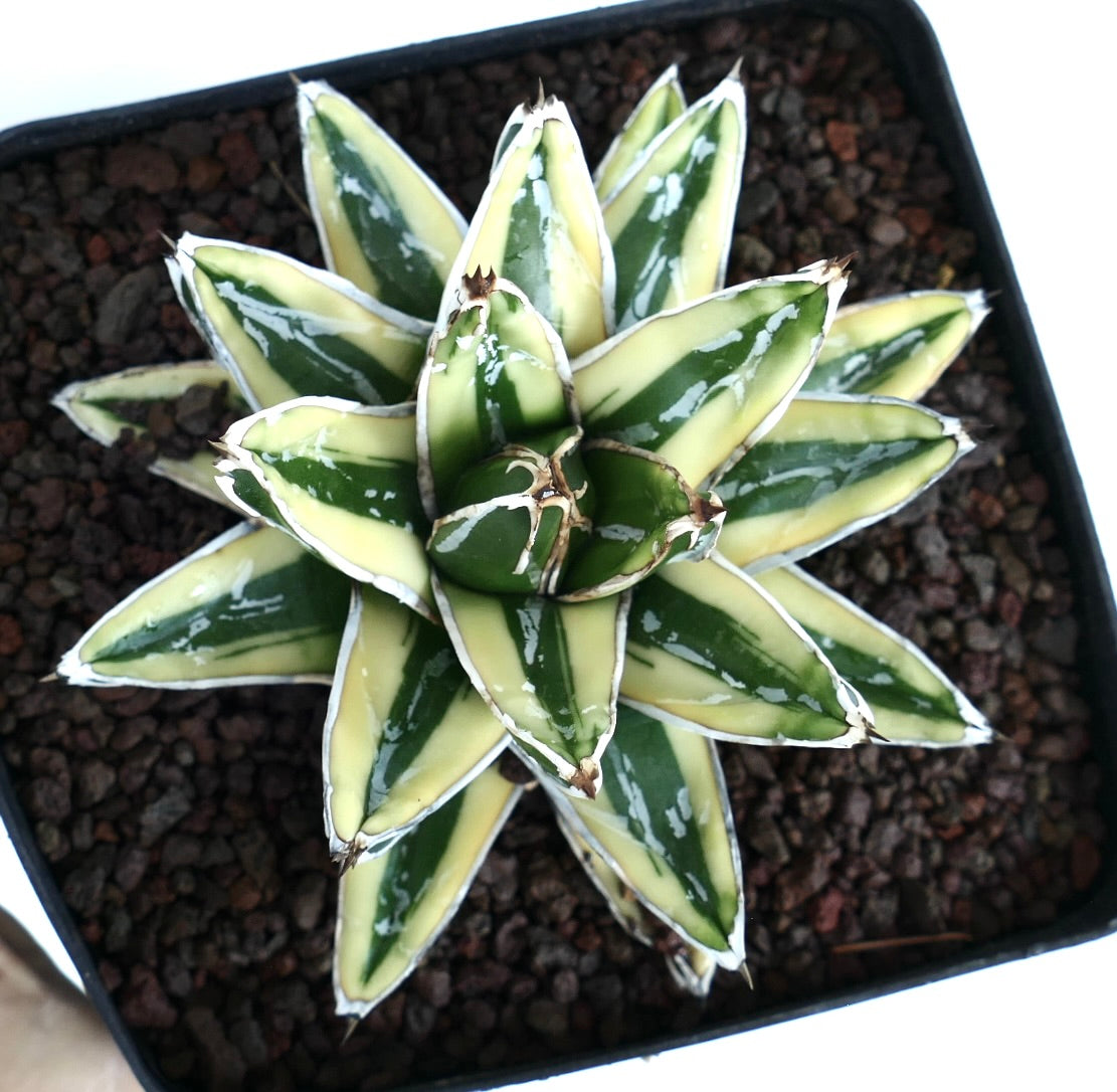 アガベ Agave victoriae-reginae variegata 176 Agave victoriae-reginae | Botanical Archive | Shop Now