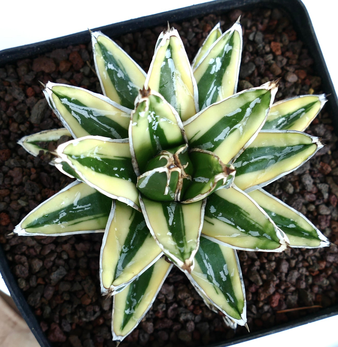 Close-up overhead shot of Agave victoriae-reginae cv 'Kizan' Variegated, displaying dense variegated foliage with pointed leaves and contrasting colors.