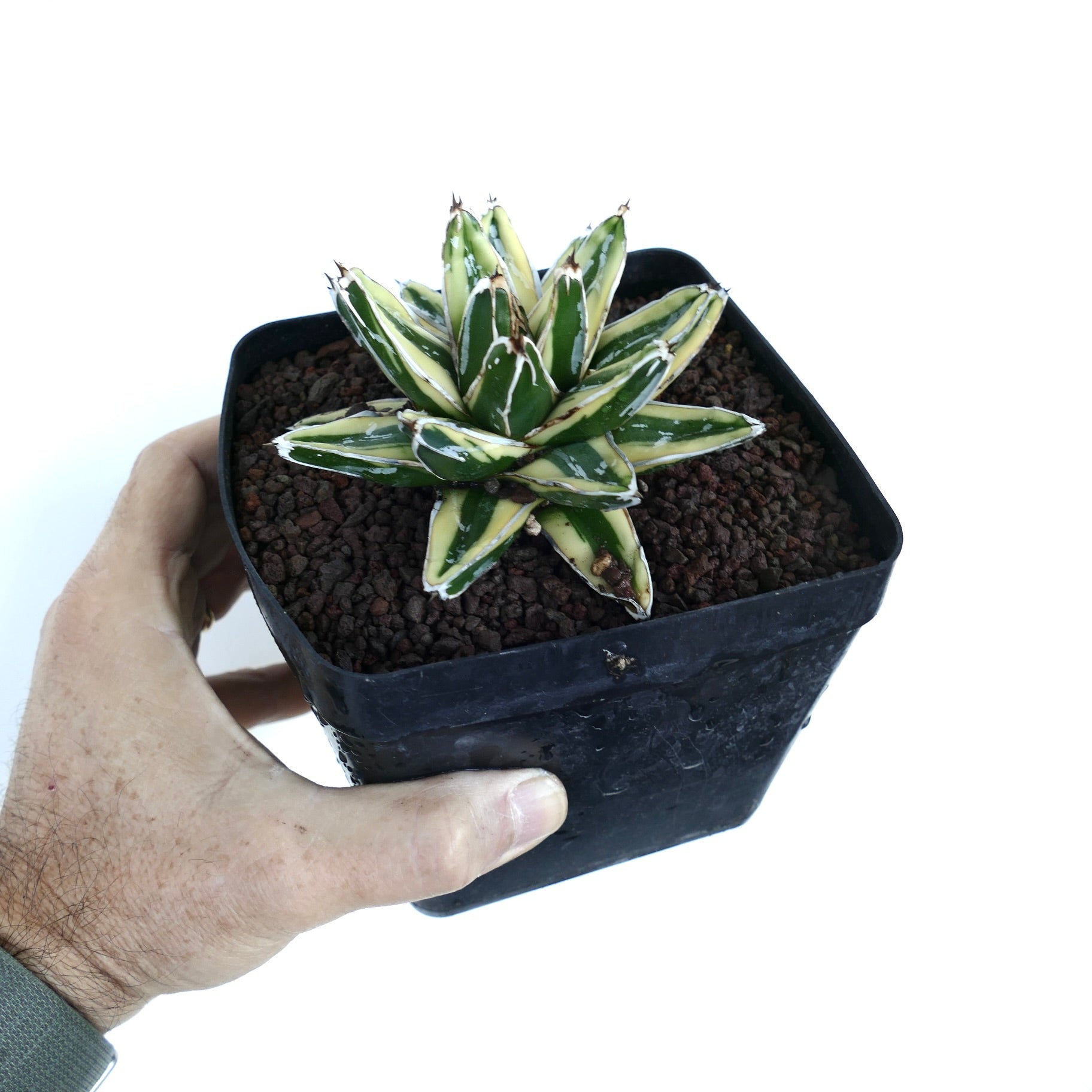 Side view of Agave victoriae-reginae cv 'Kizan' Variegated in a black nursery pot, showing compact growth with variegated yellow-edged leaves.