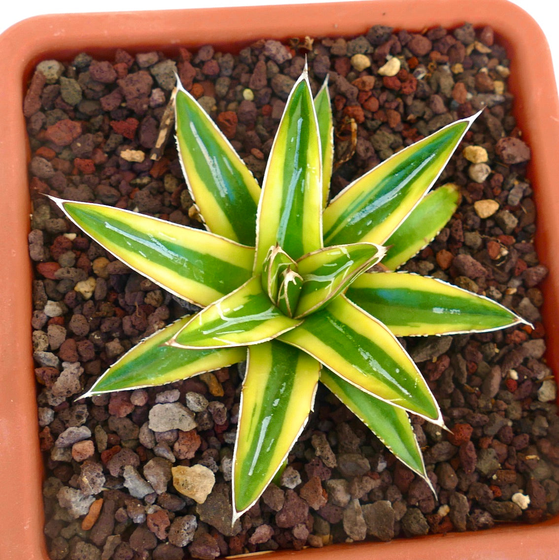 Agave victoriae-reginae cv "Shin Yuki Yama"